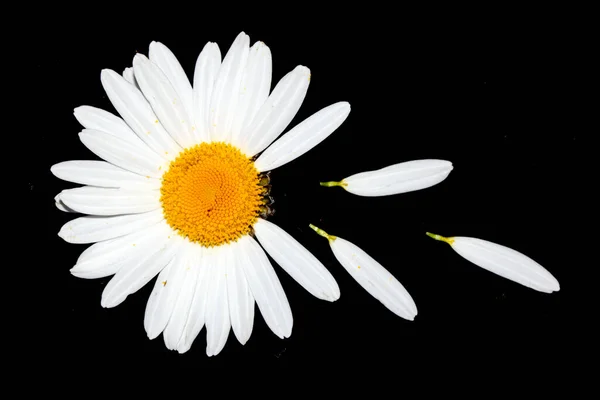 Ένα Λευκό Αγριολούλουδο Daisy Close Μαύρο Φόντο — Φωτογραφία Αρχείου