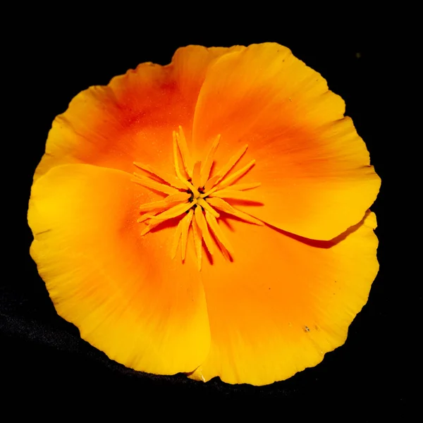 Primo Piano Fiore Papavero Californiano Arancione Sfondo Nero — Foto Stock