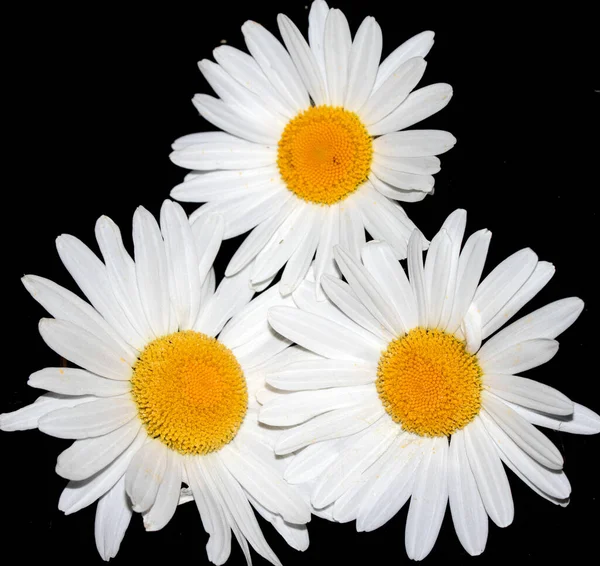 Biała Daisy Wildflower Zamknij Się Czarnym Tle — Zdjęcie stockowe