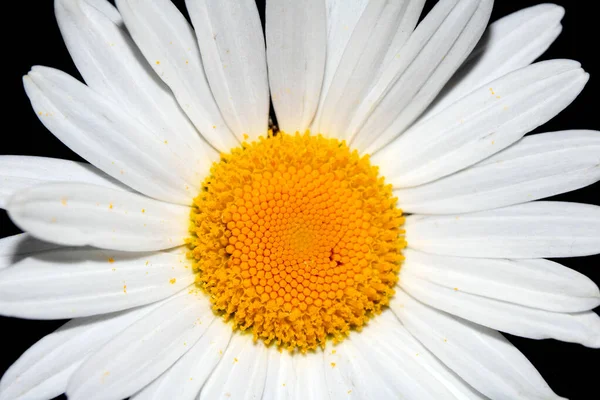 黑色背景上的一朵白色菊花 — 图库照片