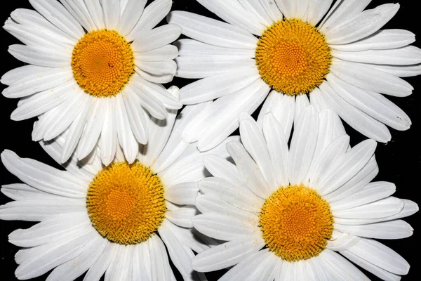 Una Daisy Wildflower Blanca Cerca Sobre Fondo Negro — Foto de Stock