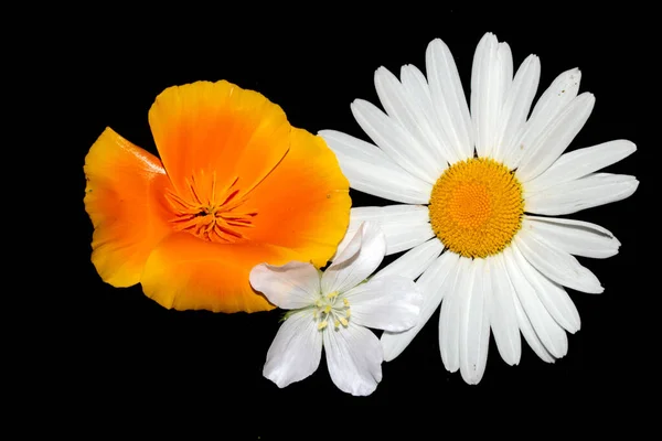 Una Daisy Wildflower Blanca Cerca Sobre Fondo Negro — Foto de Stock