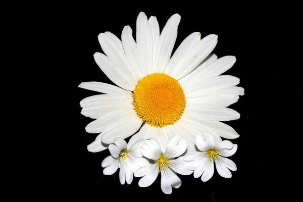 Белый Дикий Цветок Дейзи Крупным Планом Черном Фоне — стоковое фото