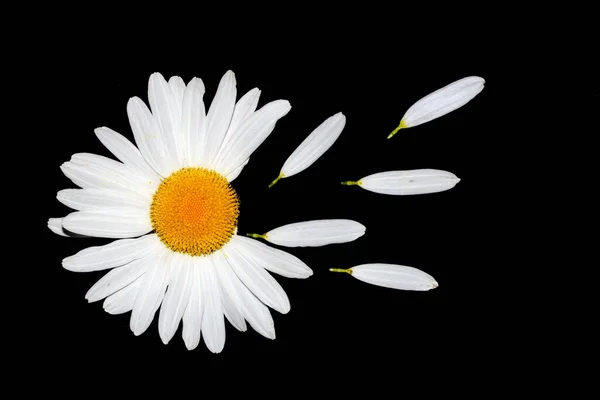 White Daisy Wildflower Close Fundo Preto — Fotografia de Stock