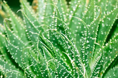 Yeşil Kaktüs 'ün Yakın Çekimi ya da Küçük Dikenli Lezzetli Yaprak