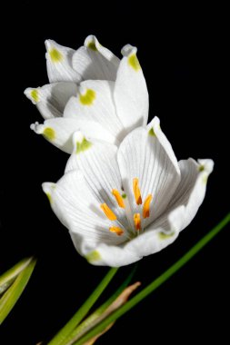 Siyah Arkaplanda Güzel Beyaz Kar Damlası ya da Kar Damlası Çiçeği