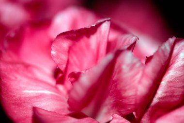 Pembe ve Kırmızı Çiçek Yapraklarının Özeti