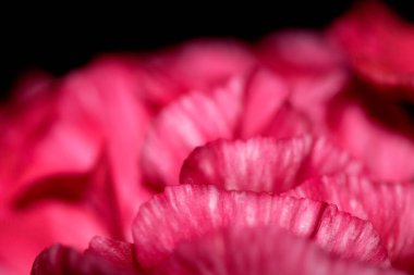 Pembe ve Kırmızı Çiçek Yapraklarının Özeti