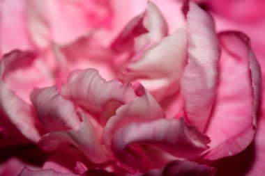 Pembe ve Kırmızı Çiçek Yapraklarının Özeti