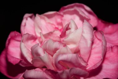 Pembe ve Kırmızı Çiçek Yapraklarının Özeti