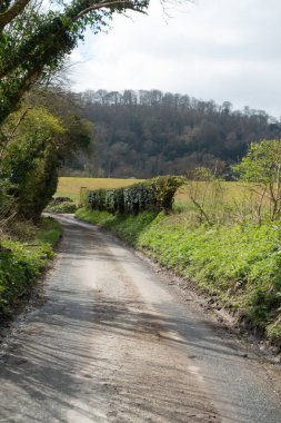 Bir İngiliz Orman Sahnesi Yollu Yürüyen Patikadan Geçer