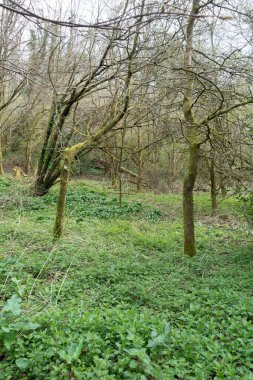 Bir İngiliz Orman Sahnesi Yollu Yürüyen Patikadan Geçer
