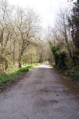 Bir İngiliz Orman Sahnesi Yollu Yürüyen Patikadan Geçer