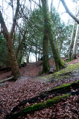 Bir İngiliz Orman Sahnesi Yollu Yürüyen Patikadan Geçer