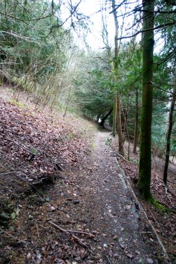 Bir İngiliz Orman Sahnesi Yollu Yürüyen Patikadan Geçer