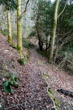 Bir İngiliz Orman Sahnesi Yollu Yürüyen Patikadan Geçer
