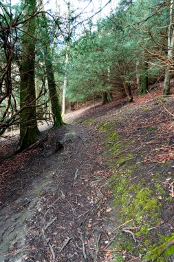 Bir İngiliz Orman Sahnesi Yollu Yürüyen Patikadan Geçer