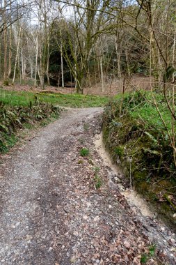 Bir İngiliz Orman Sahnesi Yollu Yürüyen Patikadan Geçer
