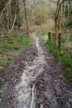 Bir İngiliz Orman Sahnesi Yollu Yürüyen Patikadan Geçer