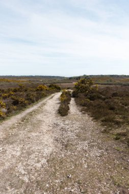 İngiltere 'nin Yeni Orman Bölgesinde Bir Orman Yolu üzerinde Yürüyen
