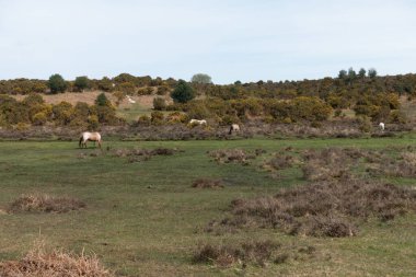 İngiltere 'nin Yeni Orman Bölgesinde Bir Orman Yolu üzerinde Yürüyen