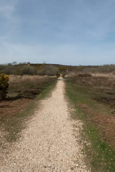 A Walking Through The New Forest Countryside in the UK on a Woodland Path