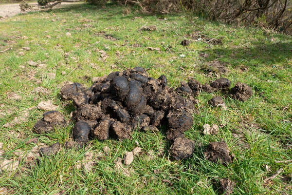Прогулка по новой лесной местности в Великобритании по лесной тропе