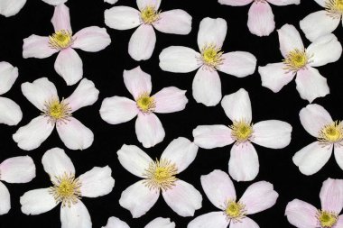 Arkaplan için Güzel Pembe ve Beyaz Clematis Çiçek Yaprakları