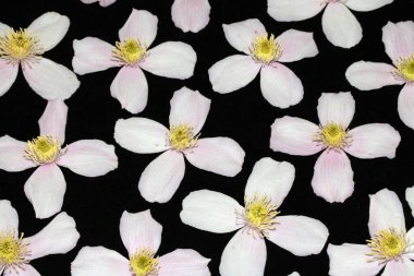Arkaplan için Güzel Pembe ve Beyaz Clematis Çiçek Yaprakları