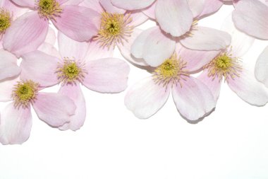 Arkaplan için Güzel Pembe ve Beyaz Clematis Çiçek Yaprakları