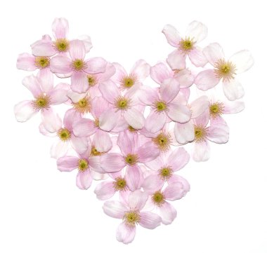 Arkaplan için Güzel Pembe ve Beyaz Clematis Çiçek Yaprakları