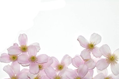 Arkaplan için Güzel Pembe ve Beyaz Clematis Çiçek Yaprakları