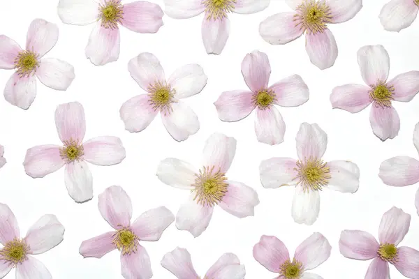 stock image A Pretty Pink and White Clematis Flower Petals for background