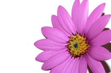 A Pink African Daisy Flower with Petals on a White Background clipart