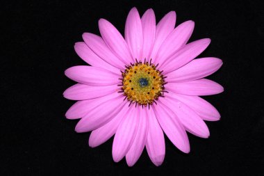 A Pink African Daisy Flower with Petals on Black Background clipart