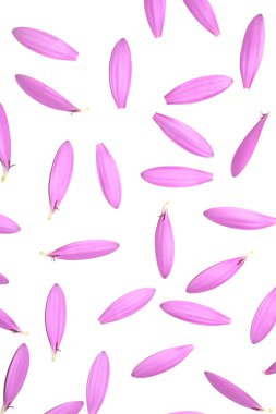 A Pink African Daisy Flower with flying falling Petals on White Background clipart
