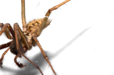 Kıllı Bacakları ve Dişleri olan Korkunç Ev Örümceğinin Kapanışı