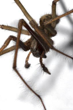 Kıllı Bacakları ve Dişleri olan Korkunç Ev Örümceğinin Kapanışı