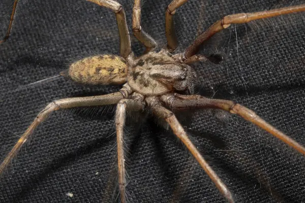 stock image Close Up of a Large Scary House Spider with Hairy Legs and Fangs