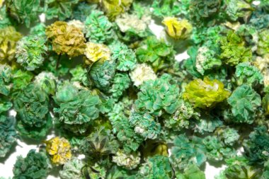 Güzel Çiçekli Bebekler Düğünler ve Tasarım İçin Beyaz Arkaplanda Nefes Alıyor