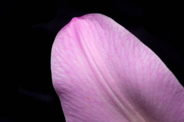 Polen ve Yapraklı Zambakların Renkli Lily Çiçeğinin Kapanışı