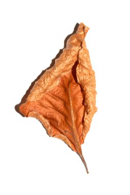 Düşen Kayın 'ın Kapanışı Beyaz Arkaplanda Sonbahar Yaprağı