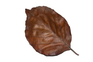 Düşen Kayın 'ın Kapanışı Beyaz Arkaplanda Sonbahar Yaprağı