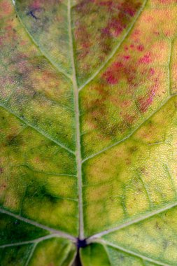 Sonbaharda Düşen Damarların Kapanışı Arkaplan İçin Ayrılma Dokusu