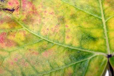 Sonbaharda Düşen Damarların Kapanışı Arkaplan İçin Ayrılma Dokusu