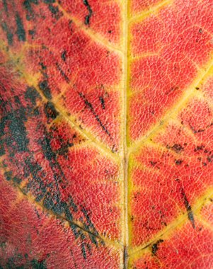 Sonbaharda Düşen Damarların Kapanışı Arkaplan İçin Ayrılma Dokusu