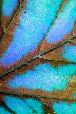 Arkaplan İçin Blues Damarlarındaki Sonbahar Yaprak Kapalı ve Sonbahar Damarlarını Özetle