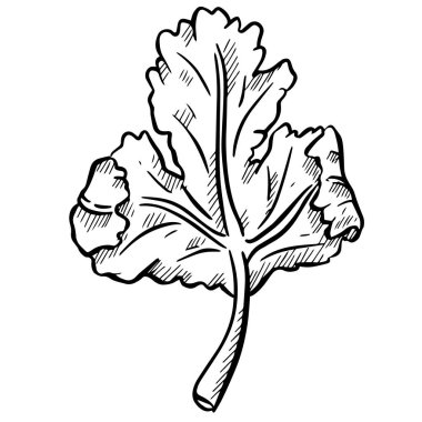 Cilantro Kişniş Bitki Yaprak Salatası Grafik Çizimi 