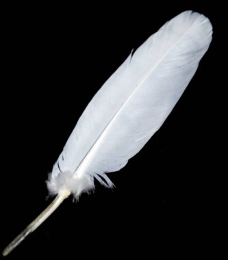 Siyah Arkaplanda Küçük Beyaz Kuş Tüyü