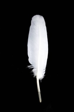 Siyah Arkaplanda Küçük Beyaz Kuş Tüyü